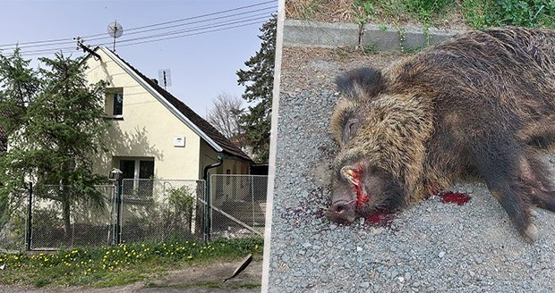 Bachyně divočáka utekla z chlívku: Muži těžce potrhala břicho i nohu!