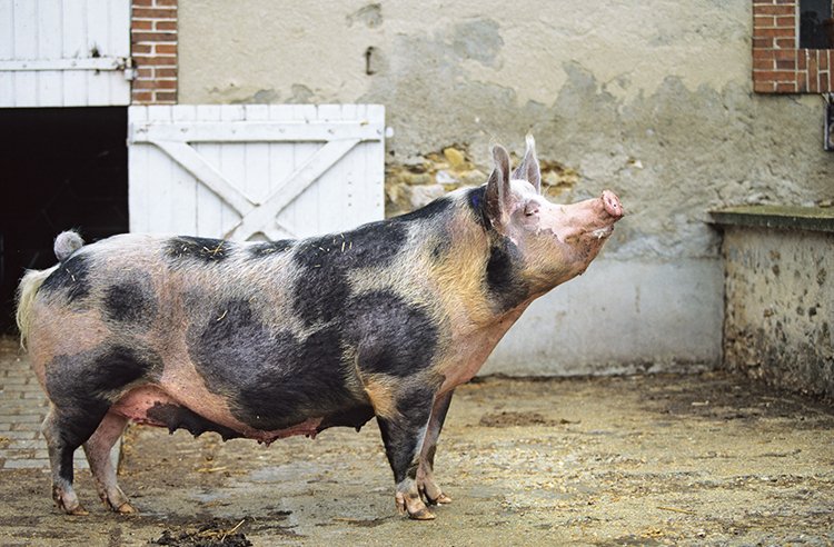 Naši stateční předkové nechytali divoké kance, aby z nich domestikovali baculaté pašíky. Prasata za ně domestikoval někdo jiný