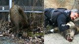 Totální nasazení kvůli jednomu kanci: Policista zalehl divočáka vlastním tělem!