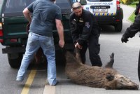 V Ústí vylekala obyvatele prasata na hlavní třídě: Honili je strážníci!