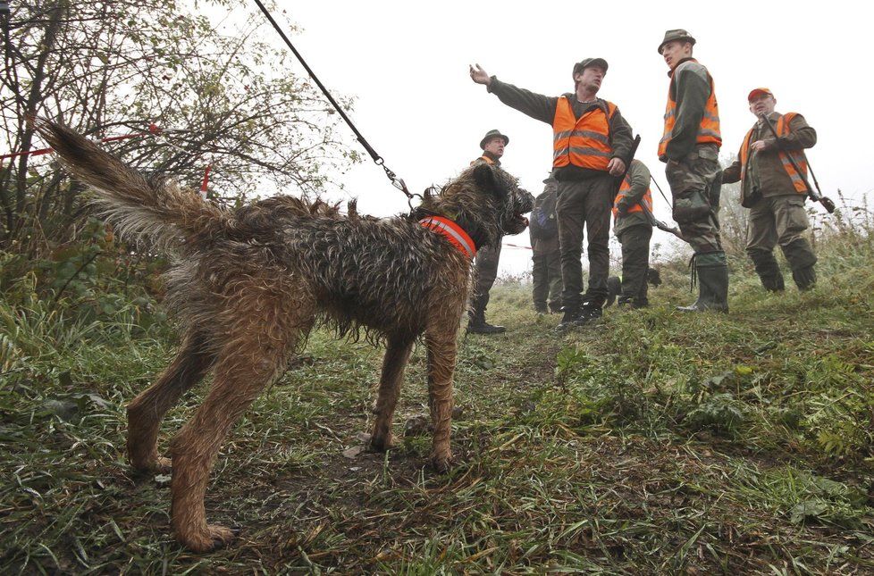 Myslivcům hrozí pokuta, když neuloví dost prasat. Zabíjet budou i víc lišek