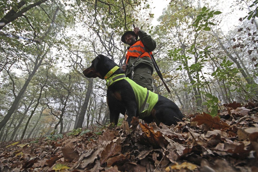 Myslivcům hrozí pokuta, když neuloví dost prasat. Zabíjet budou i víc lišek