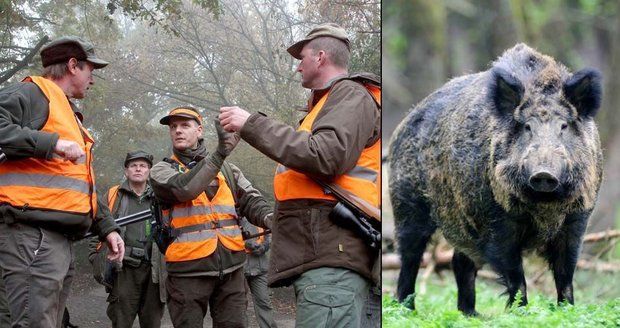 Myslivci vyrazili na drzé divočáky: Hodují u popelnic, vběhli i do polikliniky