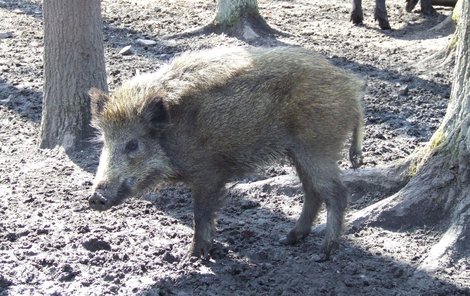 Kanci se podle myslivců v lesích přemnožili.