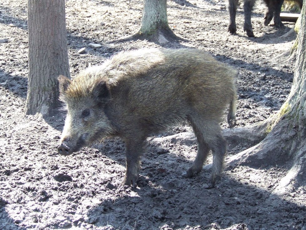 V Česku se objevil africký mor prasat.