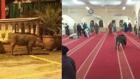 Divočák napadl modlící muslimy v mešitě.