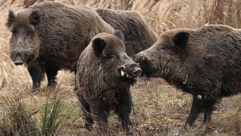 Kvůli nákaze africkým morem by podle ministra zemědělství Milka měli myslivci snížit stavy divočáků až o 90 procent