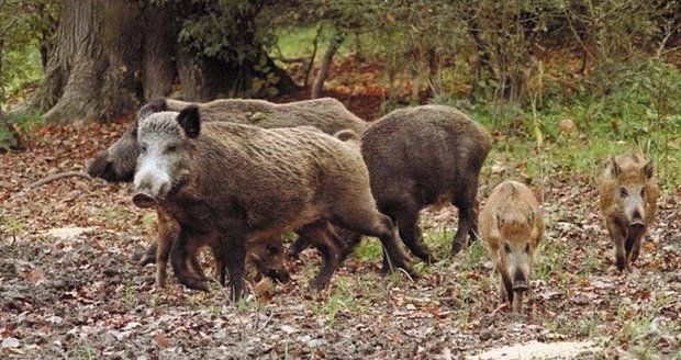 Jen za rok 2019 zničili v Česku divočáci plodiny a sazenice za desítky milionů korun.