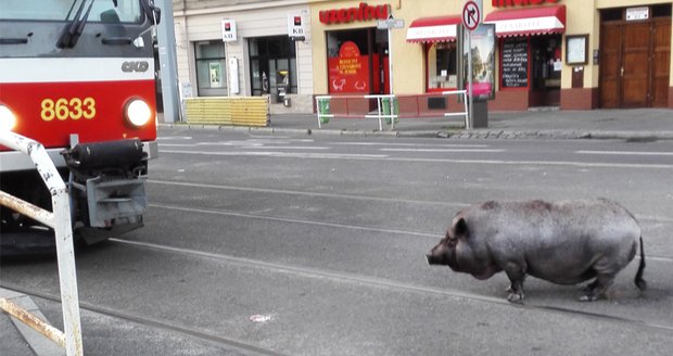 Před pražskou tramvají se procházelo prase: Byla na obchůzce, svině, smál se majitel
