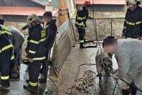 Varle skřípnuté v židli i prase v jímce: Zlínští hasiči se nenudili