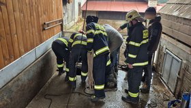 Hasiči ve Zlínském kraji mají za sebou kuriózní zásahy, například lovili prase z jímky.