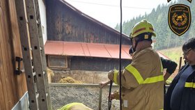 Hasiči ve Zlínském kraji mají za sebou kuriózní zásahy, například lovili prase z jímky.