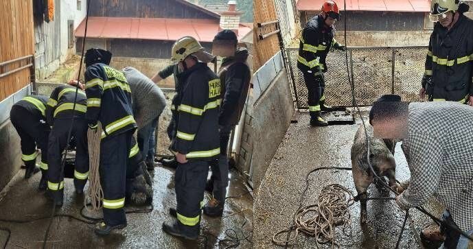 Hasiči ve Zlínském kraji mají za sebou kuriózní zásahy, například lovili prase z jímky.