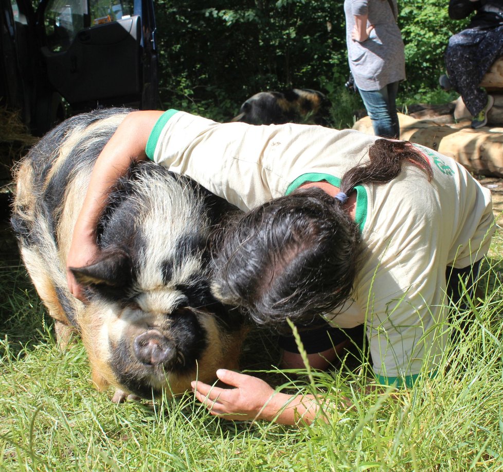 Klub, který sdružuje miniprasátka, vznikl roku 2010. Majitelé pořádají různé srazy, prasátka se ale mezi sebou nesnesou.