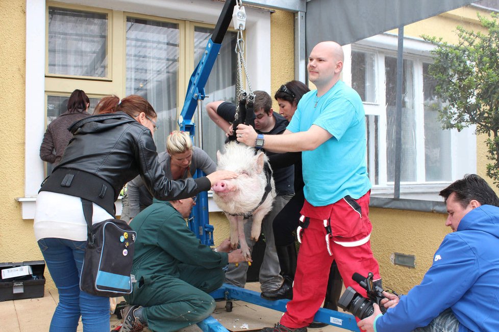 Klub, který sdružuje miniprasátka, vznikl roku 2010. Majitelé pořádají různé srazy, prasátka se ale mezi sebou nesnesou.