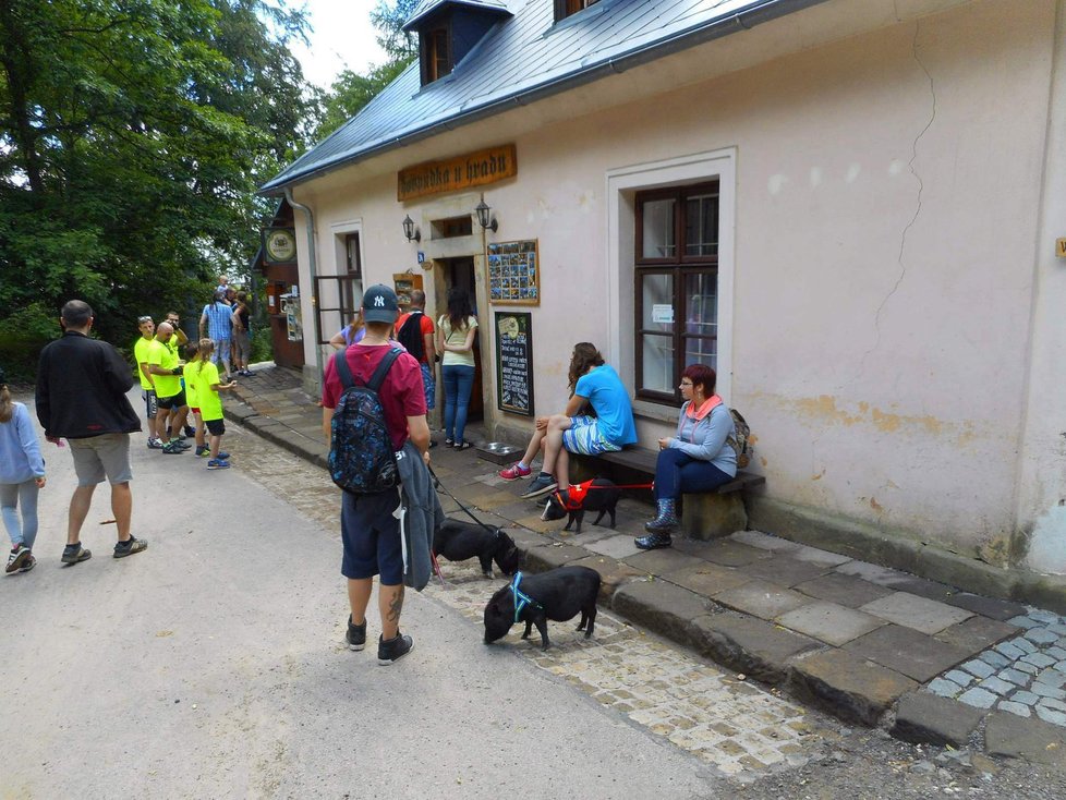 Klub, který sdružuje miniprasátka, vznikl roku 2010. Majitelé pořádají různé srazy, prasátka se ale mezi sebou nesnesou.