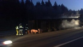 Nehoda dvou kamionů, které převážely živá prasata na dálnice D1