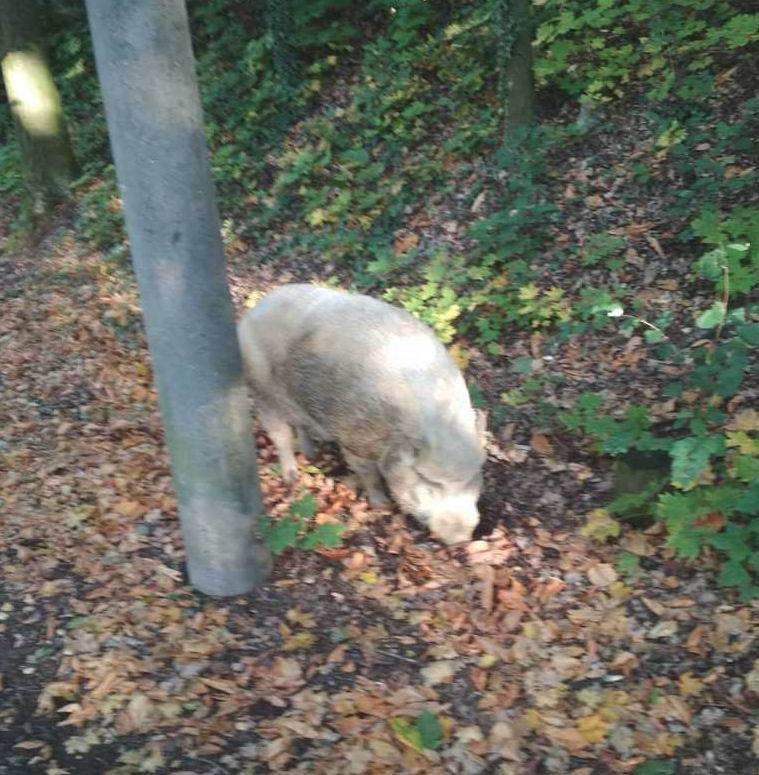 Strážníci v Plzni odchytávali obřího vepře.