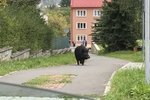 Divočák se proháněl ulicemi Stříbra. (Ilustrační foto)