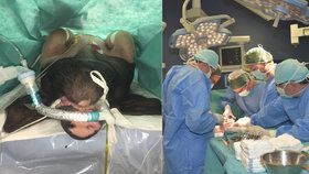 Medici v Plzni operují přeštická prasata, osvojují si tak techniky užívané v humánní medicíně.