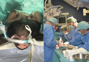 Medici v Plzni operují přeštická prasata, osvojují si tak techniky užívané v humánní medicíně.