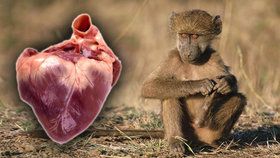 Průlomový okamžik: Vědci transplantovali prasečí srdce do paviána a jsou o krok blíž k transplantování zvířecích orgánů do lidských těl!