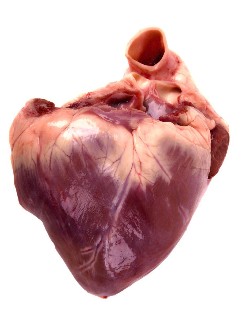 Průlomový okamžik: Vědci transplantovali prasečí srdce do paviána a jsou o krok blíž k transplantování zvířecích orgánů do lidských těl!