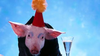 7 věcí, které nevíte o alkoholu: Kolik je bublinek v šampaňském a proč je na ginu prase s korunkou? 