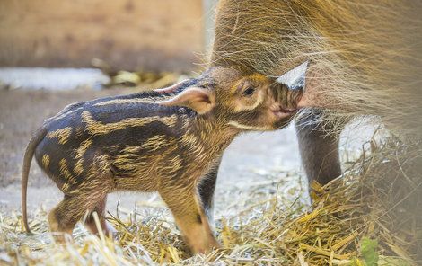 Mléko prasátku chutná. V dospělosti bude mít až 130 kilo.