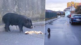 Čuník prohnal ústecké strážníky! Utekl z chlíva a vydal se do ulic