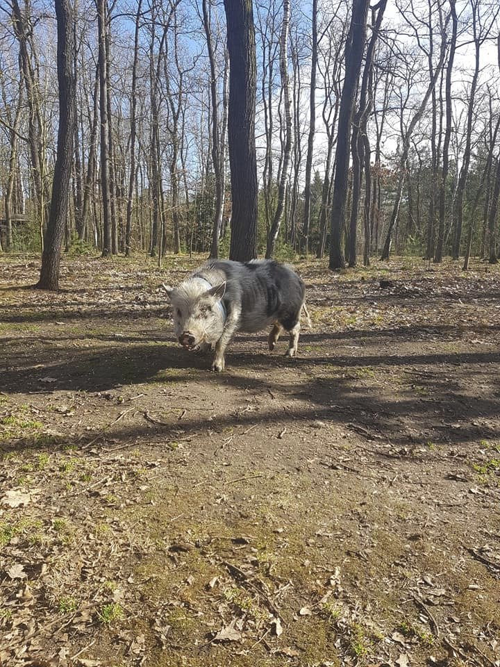 Ztratil se čuník Rochňa! Majitelé prosí veřejnost o pomoc