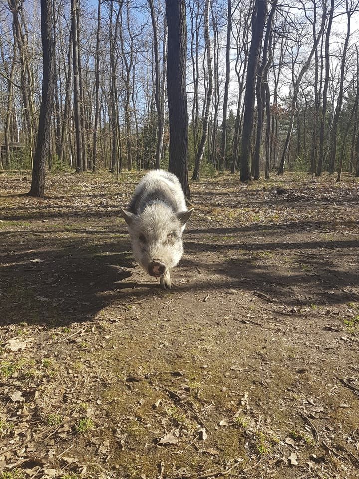 Ztratil se čuník Rochňa! Majitelé prosí veřejnost o pomoc