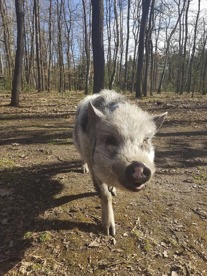 Ztratil se čuník Rochňa! Majitelé prosí veřejnost o pomoc