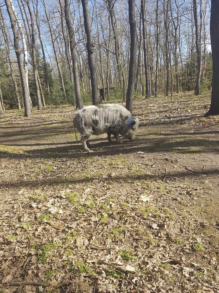 Ztratil se čuník Rochňa! Majitelé prosí veřejnost o pomoc