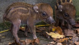 Prasata visajánská z ostravské zoo přivedla na svět dvojčata. Máma Scarlet a táta Naga mají z chlupáčků určitě radost.