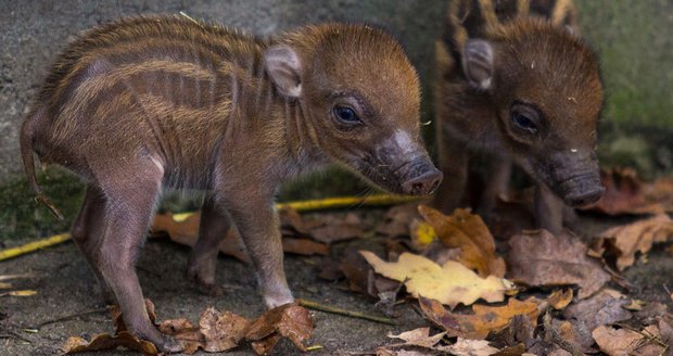 Vzácný přírůstek v ostravské zoo: Narodili se »zahradníčci«!