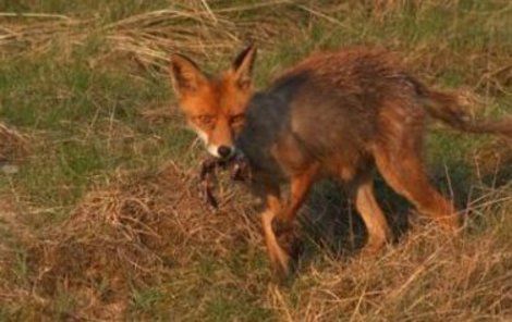 Typickým projevem nakažené lišky je vypelichání srsti. Všimněte si ocasu.