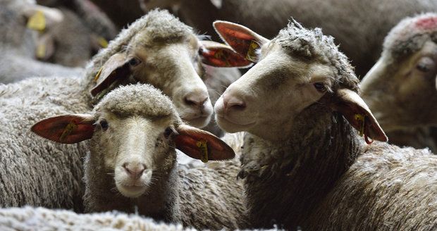 Vzácné louky v Česku trpí. Spasit je mají ovce, divocí koně i pratur