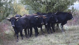 Býložravci mají kopýtky narušit travní porosty, aby dostaly šanci i vytlačené druhy rostlin.