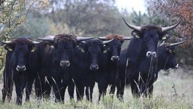 Stádo praturů v Milovicích zaujalo svět - i prestižní vědecký časopis Science.