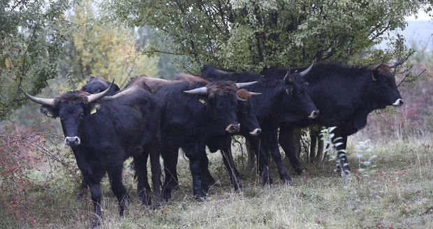 Češi bodovali s unikátním chovem u Milovic. Po světových médiích o něm píší i vědci