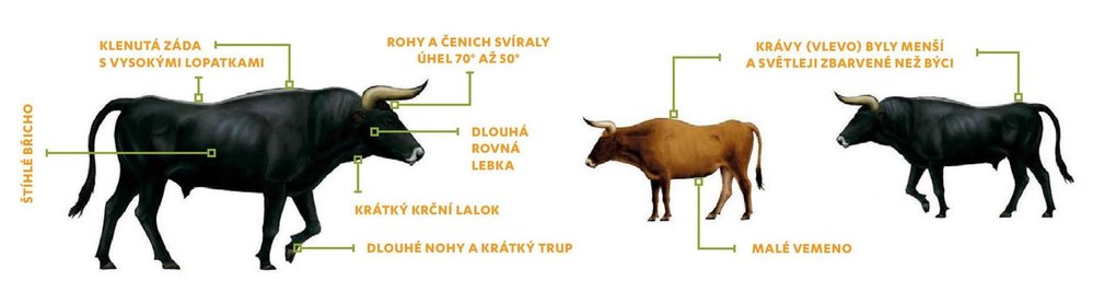 Pratur: Rozdíly mezi býkem a krávou