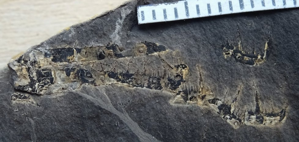 Zkamenělou část těla neznámého tvora našel Tomáš Viktorýn v brněnském lomu Hády.