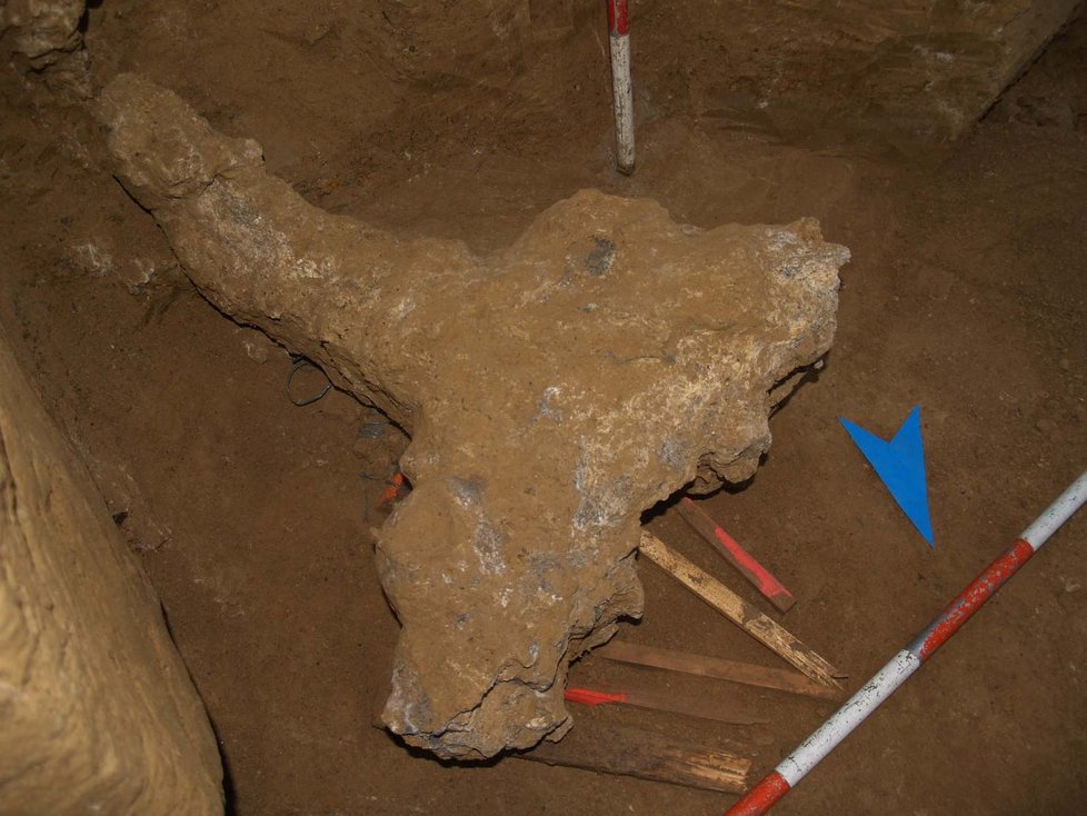 Zubří obři žili na území Brna před 150 až 200 tisíci roky. Archeologové našli zkamenělou lebku s jedním rohem ve dvoumetrové hloubce.