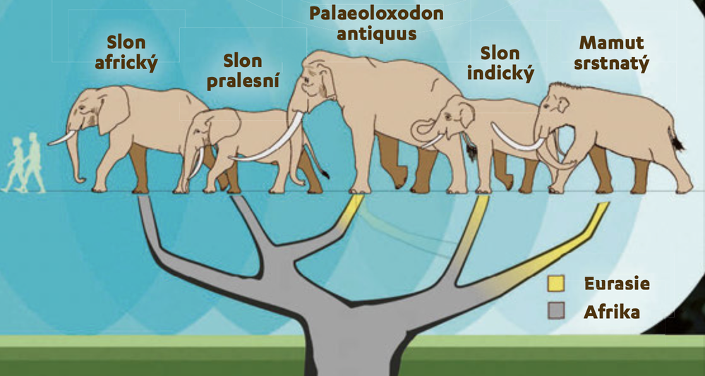 Genetická studie ukázala, že pravěký P. antiquus má nejblíže k&nbsp;africkému slonu pralesnímu