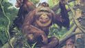 Orangutan bornejský (Pongo pygmaeus), na olejomalbě (55 × 42,5 cm) pro Wolfovu publikaci Menschen der Urzeit (1977).