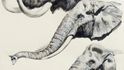 Srovnání hlav slonů a mamuta. 1961. [Comparison of Elephant and Mammoth Heads – 0592] Kvaš, karton, 38 × 28 cm, Moravské zemské muzeum, Historické muzeum, Ústav Anthropos, Brno. J. Augusta: A Book of Mammoths. London: Paul Hamlyn, 1962, s. 43.