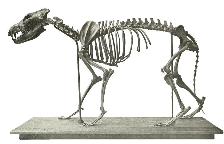 Prehistorický předchůdce vlka byl mnohem větší než jeho moderní verze.