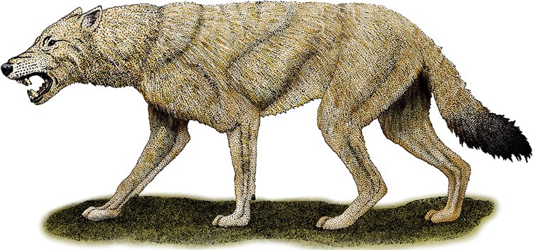 Pravlk obrovský (Canis dirus)