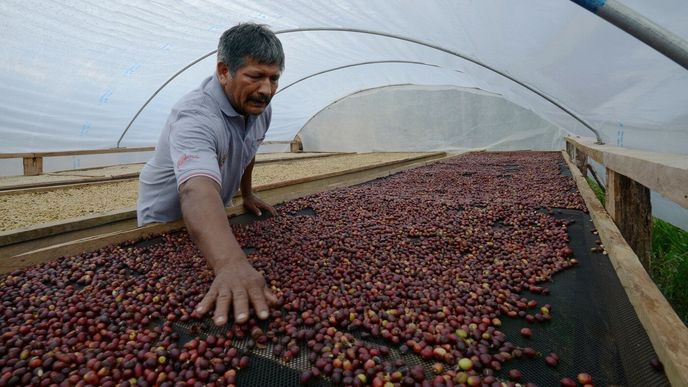 Pražení kávy Pražení kávy